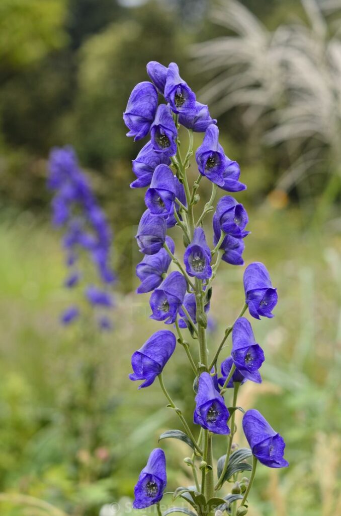 Aconitum