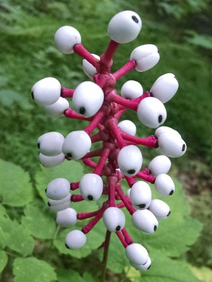 Actaea Pachypoda