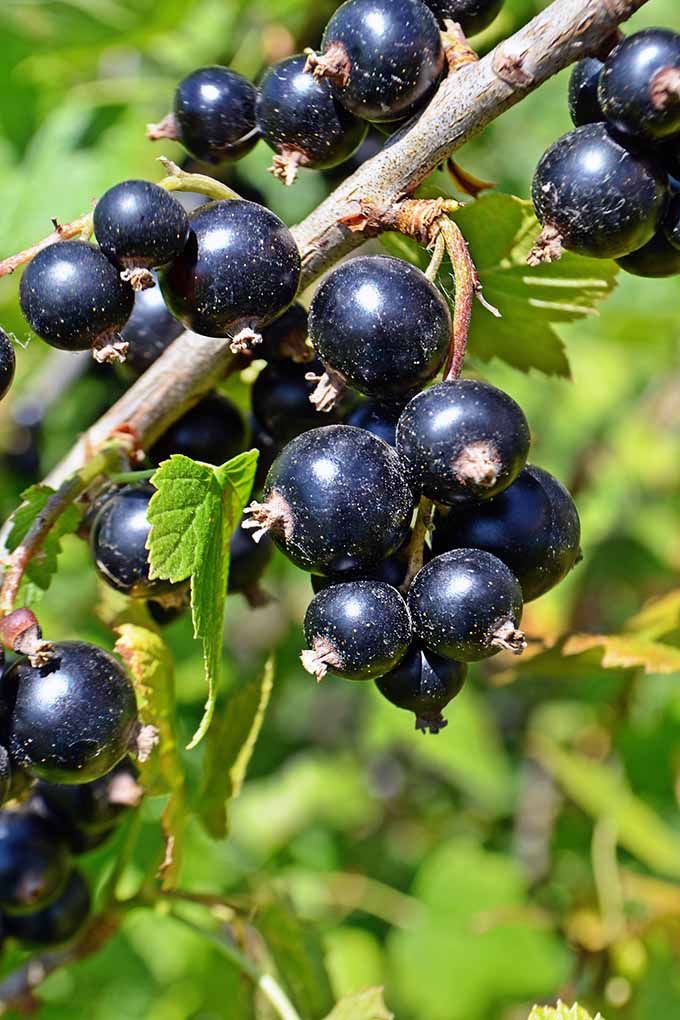 Atropa belladonna