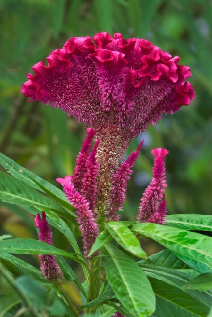 Celosia argentea var. cristata