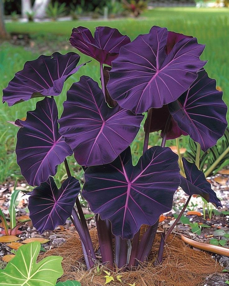 Colocasia Esculenta 'Black Magic'