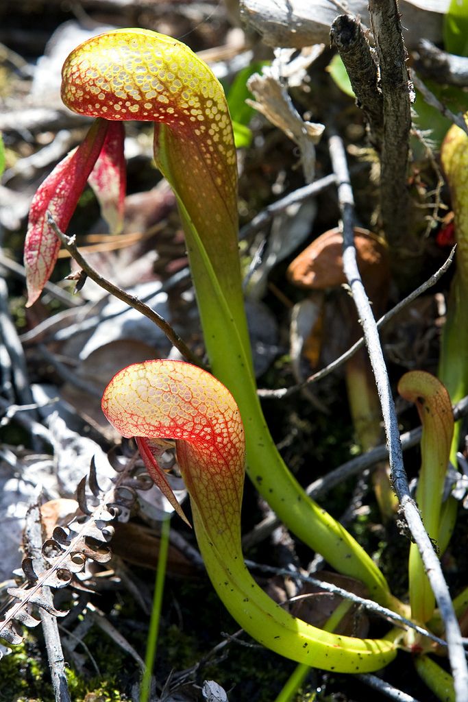 Darlingtonia Californica