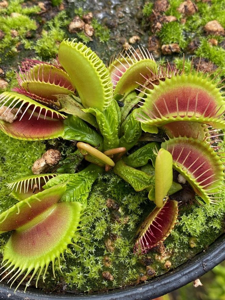 Dionaea Muscipula