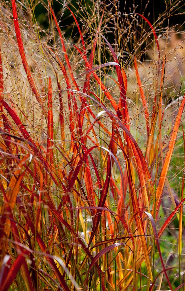 Imperata Cylindrica