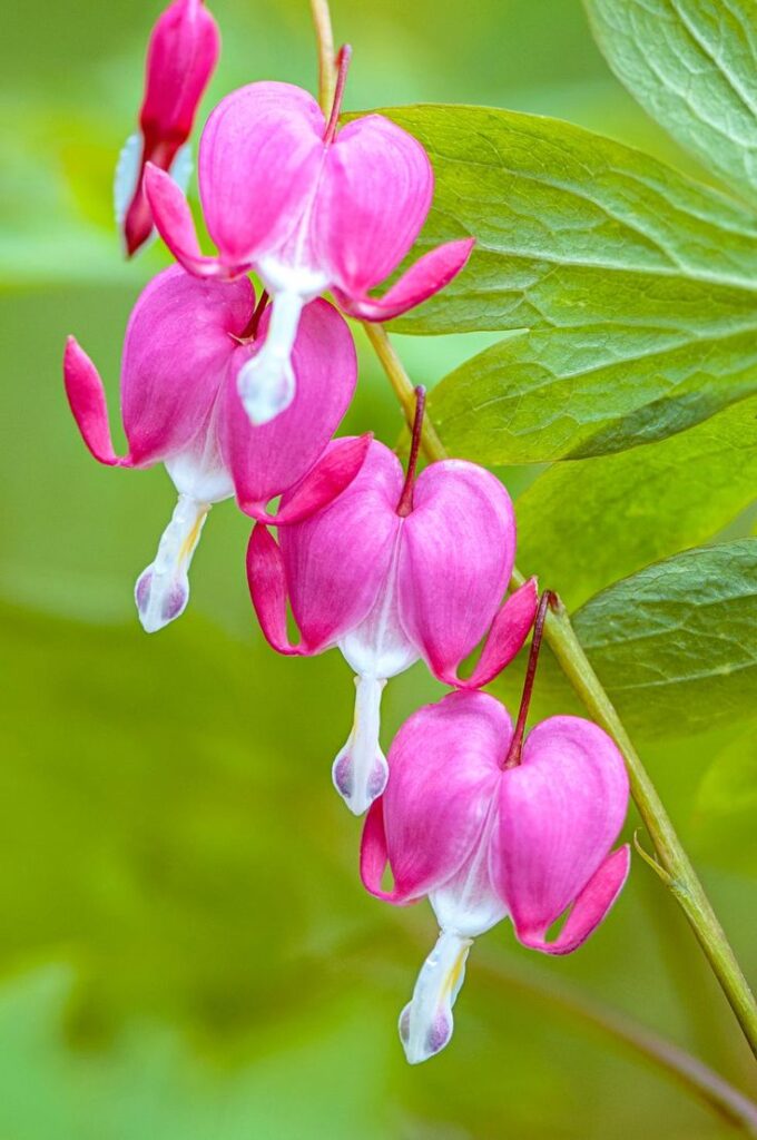 Lamprocapnos Spectabilis