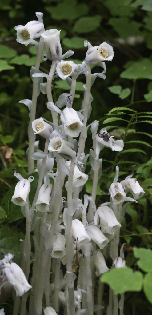 Monotropa Uniflora