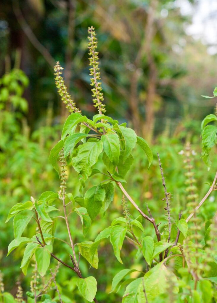 Ocimum Basilicum