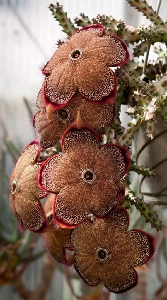 Stapelia Gigantea